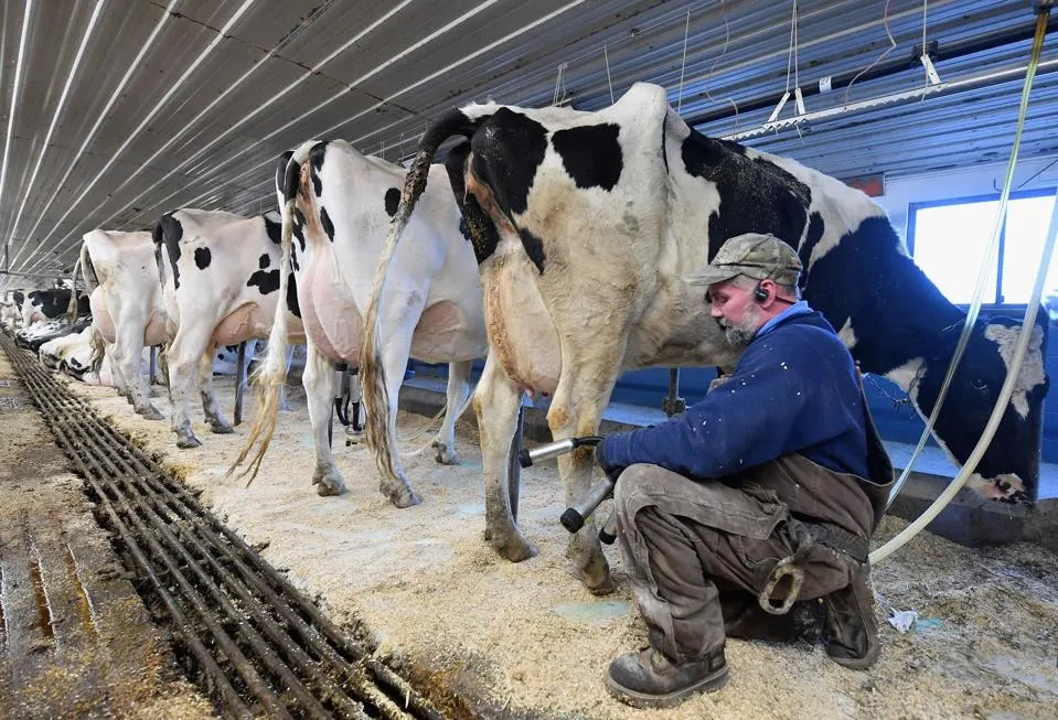 Human Flu Receptors Found in Cows, Raising H5N1 Risk. Credit | Getty Images