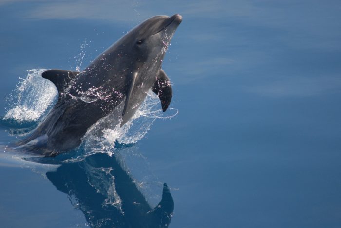 Dolphin Death in US Raises Concerns About Avian Flu Transmission. Credit | NOAA