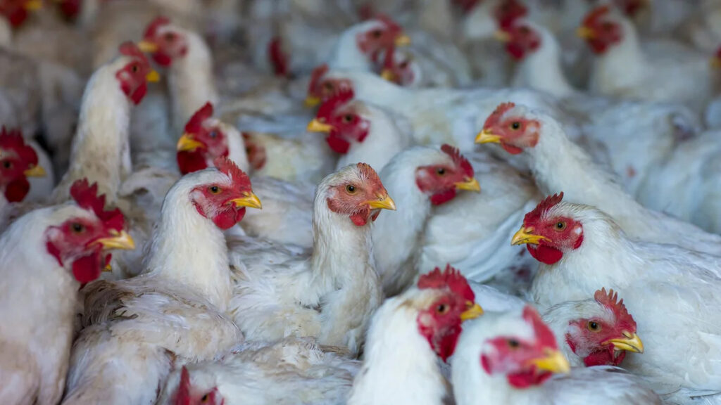 CDC Pushes for Action as Bird Flu Threatens Millions, But Faces Resistance by States. Credit | Getty Images